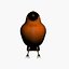 bird max