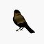 bird max