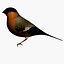 bird max