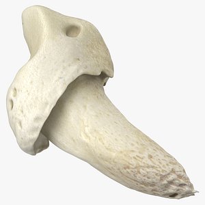 Domestic Dog Nail Bone 01 3D model