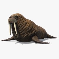 Walking Old Walrus
