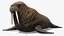 Walking Old Walrus