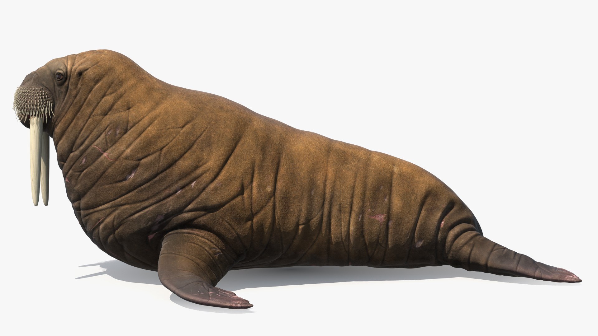 3D Walking Old Walrus model https://p.turbosquid.com/ts-thumb/Kc/NEyqoX/8h/walking_old_walrus_008/jpg/1746144083/1920x1080/fit_q87/041aab3d558581bfbd5cf27736741ea0ab81a557/walking_old_walrus_008.jpg
