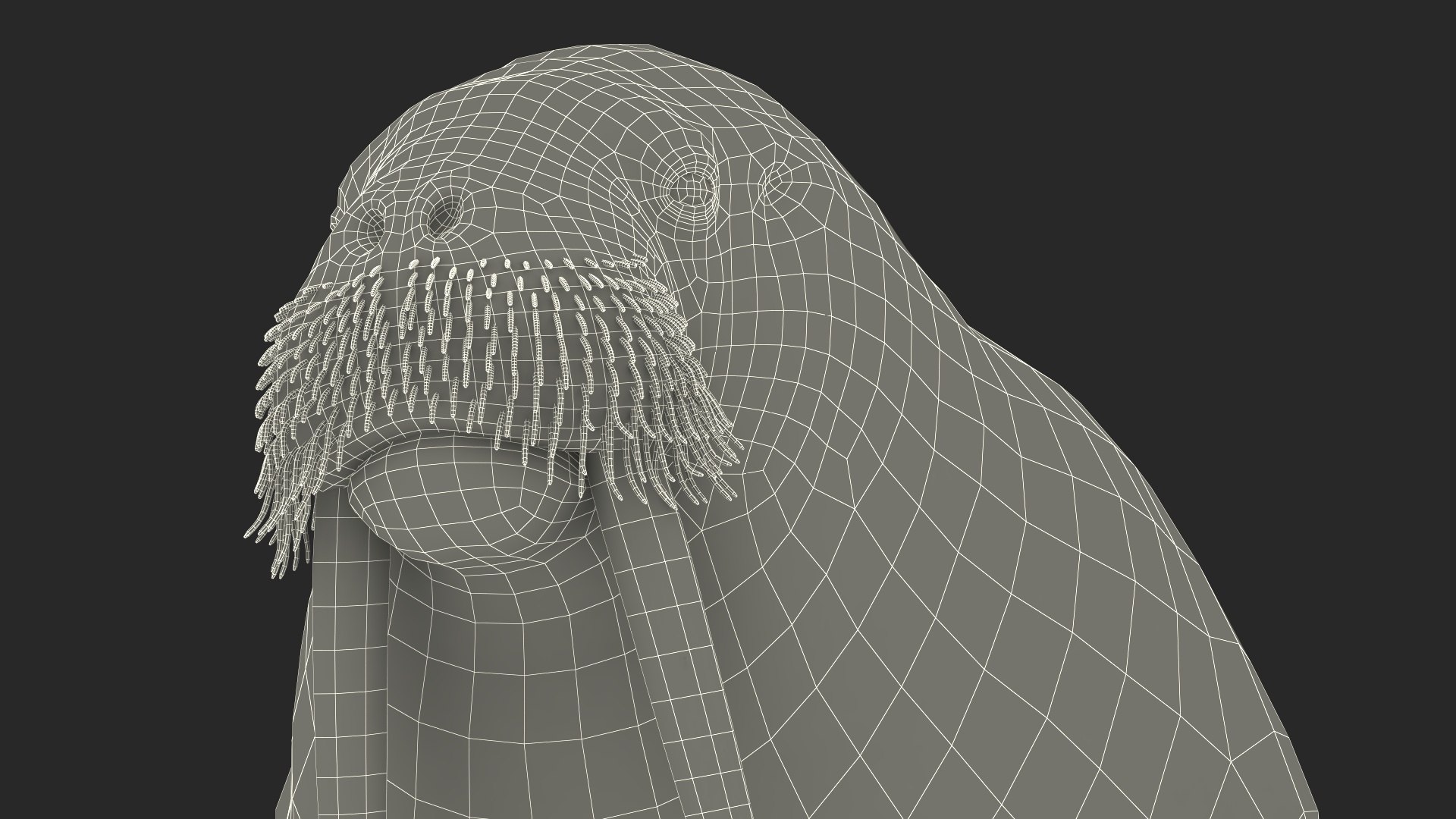 3D Walking Old Walrus model https://p.turbosquid.com/ts-thumb/Kc/NEyqoX/8x/walking_old_walrus_021/jpg/1746144113/1920x1080/fit_q87/de4a6a9f9c6da55ea28509983e6ed23ee018e30c/walking_old_walrus_021.jpg