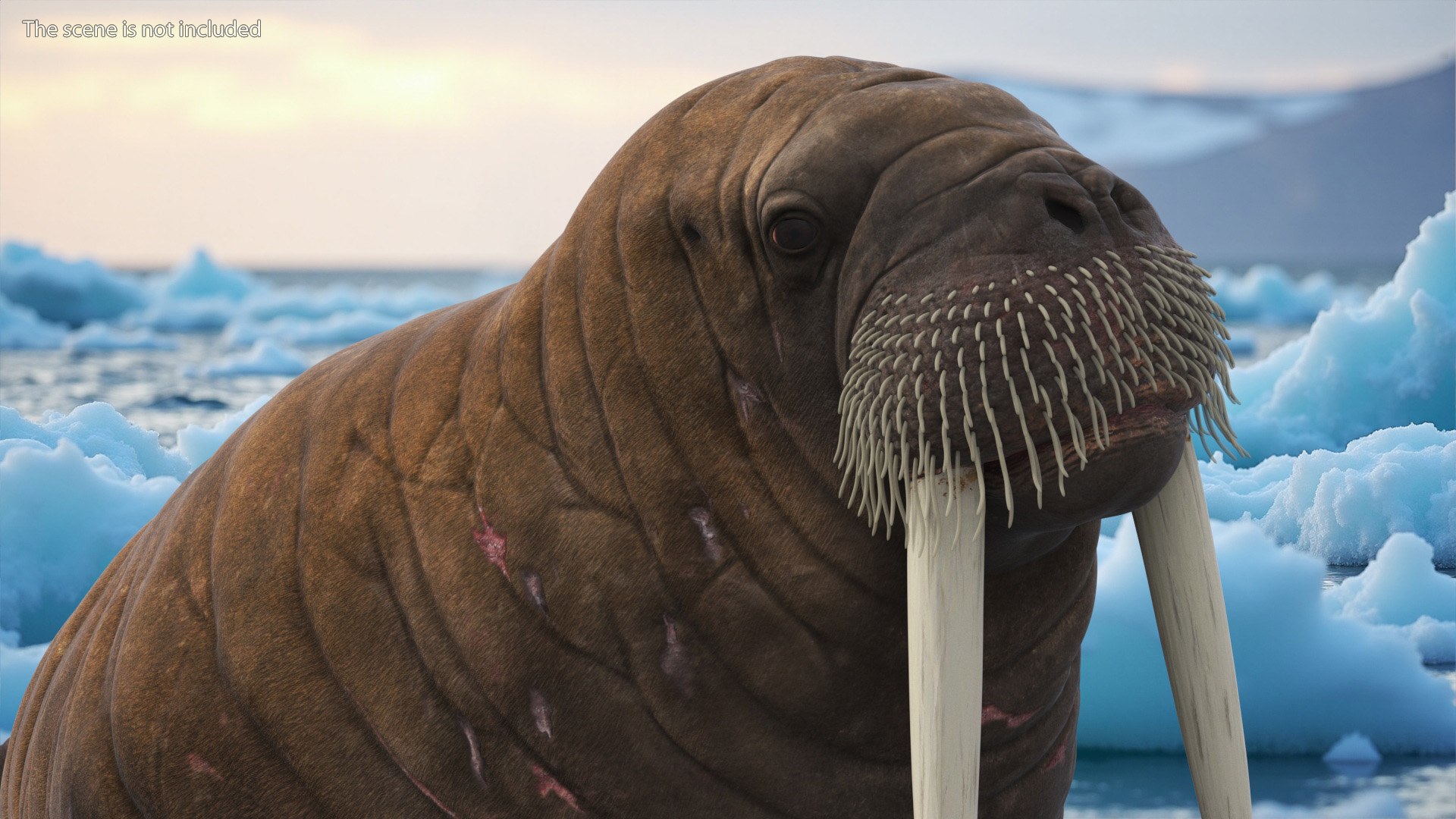3D Walking Old Walrus model https://p.turbosquid.com/ts-thumb/Kc/NEyqoX/LJ/walking_old_walrus_004/jpg/1746144073/1920x1080/fit_q87/9ec46f68aadda59d7f8b6061c94ab1244efb6a55/walking_old_walrus_004.jpg