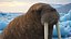 Walking Old Walrus