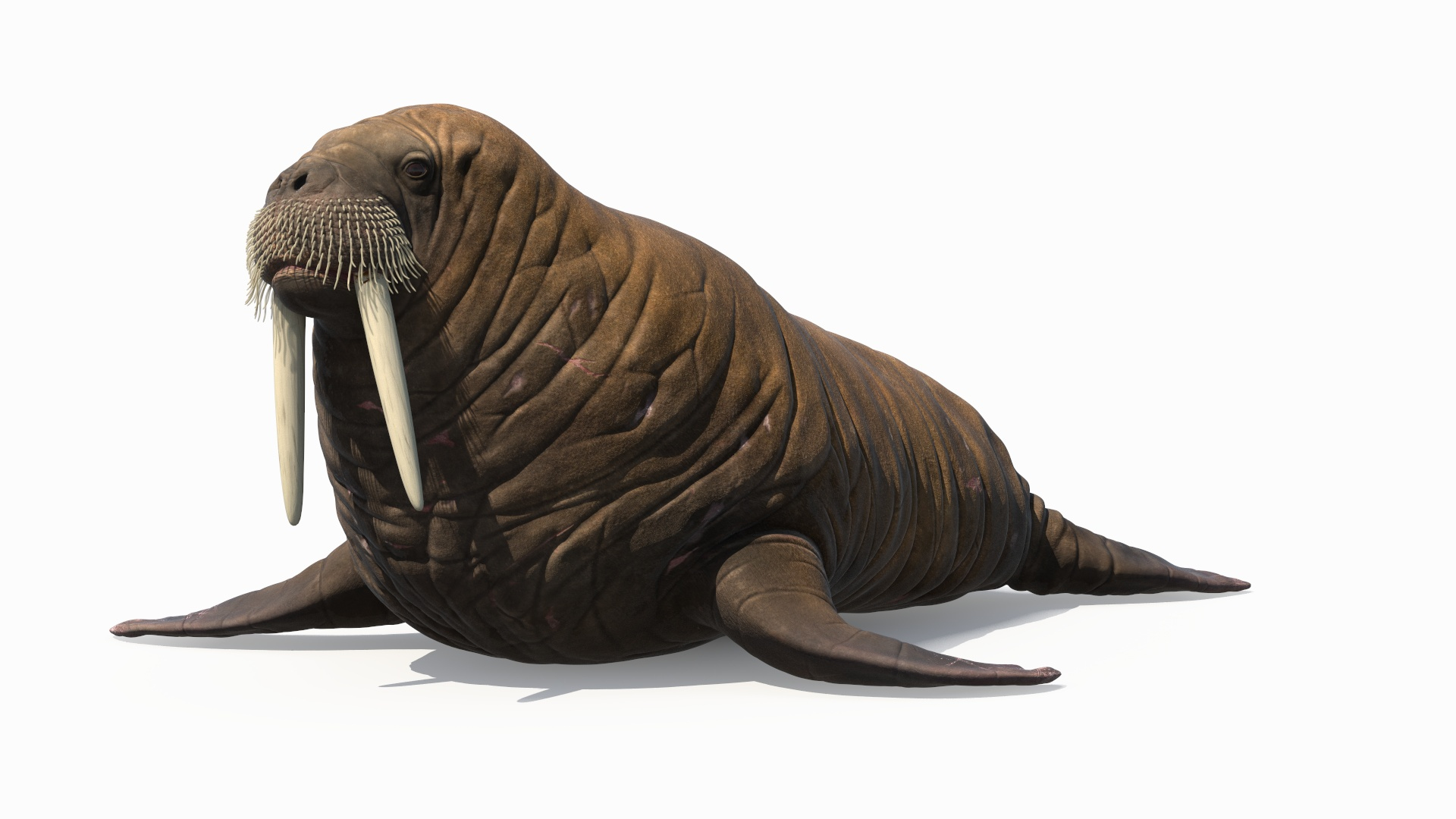 3D Walking Old Walrus model https://p.turbosquid.com/ts-thumb/Kc/NEyqoX/TN/walking_old_walrus_360/jpg/1746143946/1920x1080/turn_fit_q99/d3505e3f905d54d30adcf74b7b3dac551656385c/walking_old_walrus_360-1.jpg