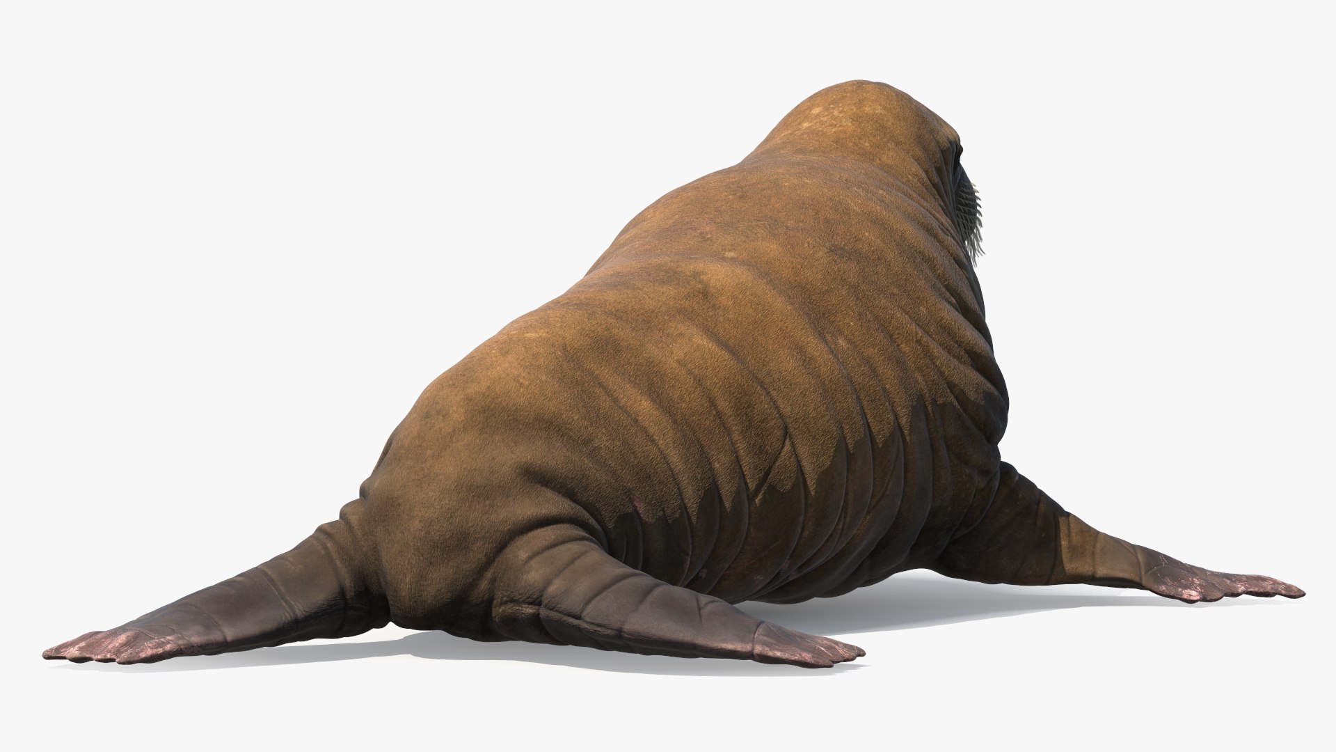 3D Walking Old Walrus model https://p.turbosquid.com/ts-thumb/Kc/NEyqoX/Yf/walking_old_walrus_009/jpg/1746144085/1920x1080/fit_q87/c241be5fe80146314f39c621da5077a27cf3bf42/walking_old_walrus_009.jpg