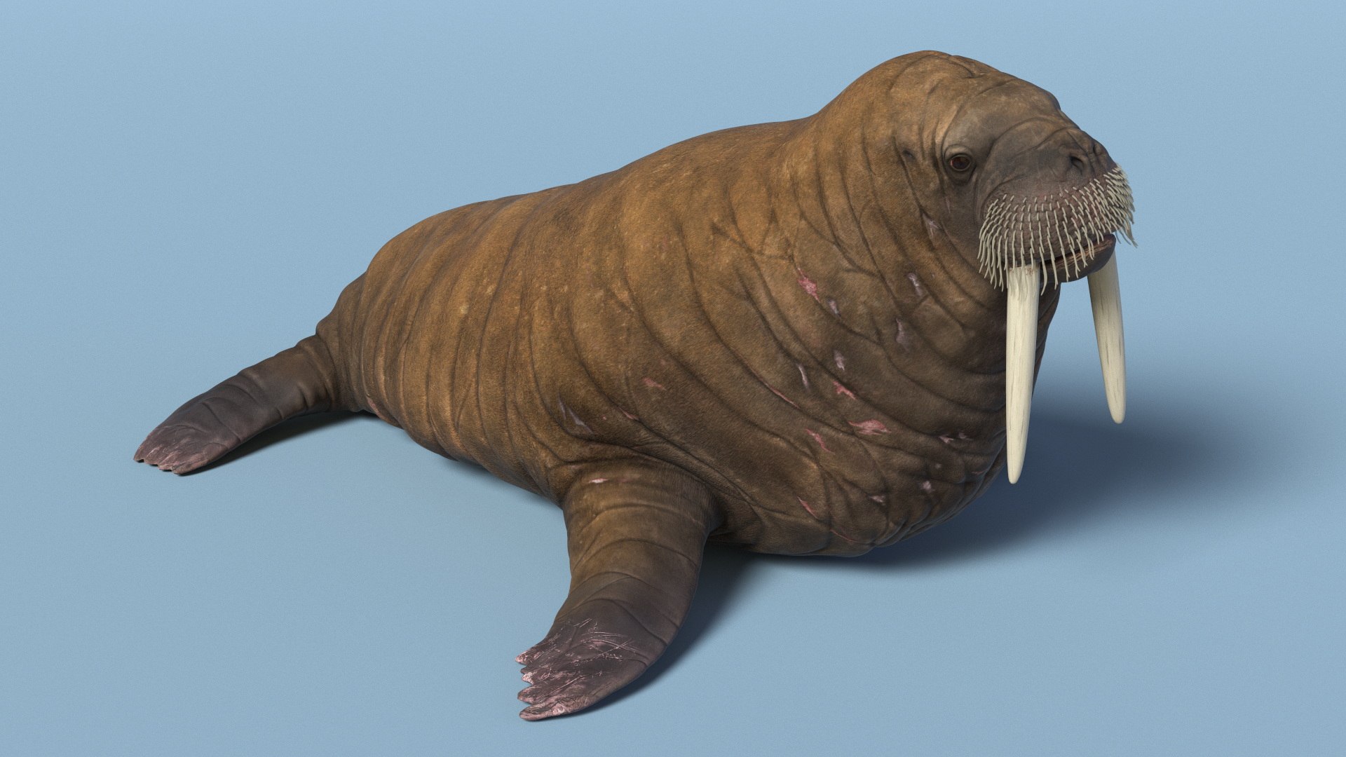 3D Walking Old Walrus model https://p.turbosquid.com/ts-thumb/Kc/NEyqoX/ei/walking_old_walrus_006/jpg/1746144078/1920x1080/fit_q87/d2b50250d800627dd543f7f00fbb02b4c2decc0a/walking_old_walrus_006.jpg