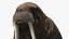 Walking Old Walrus
