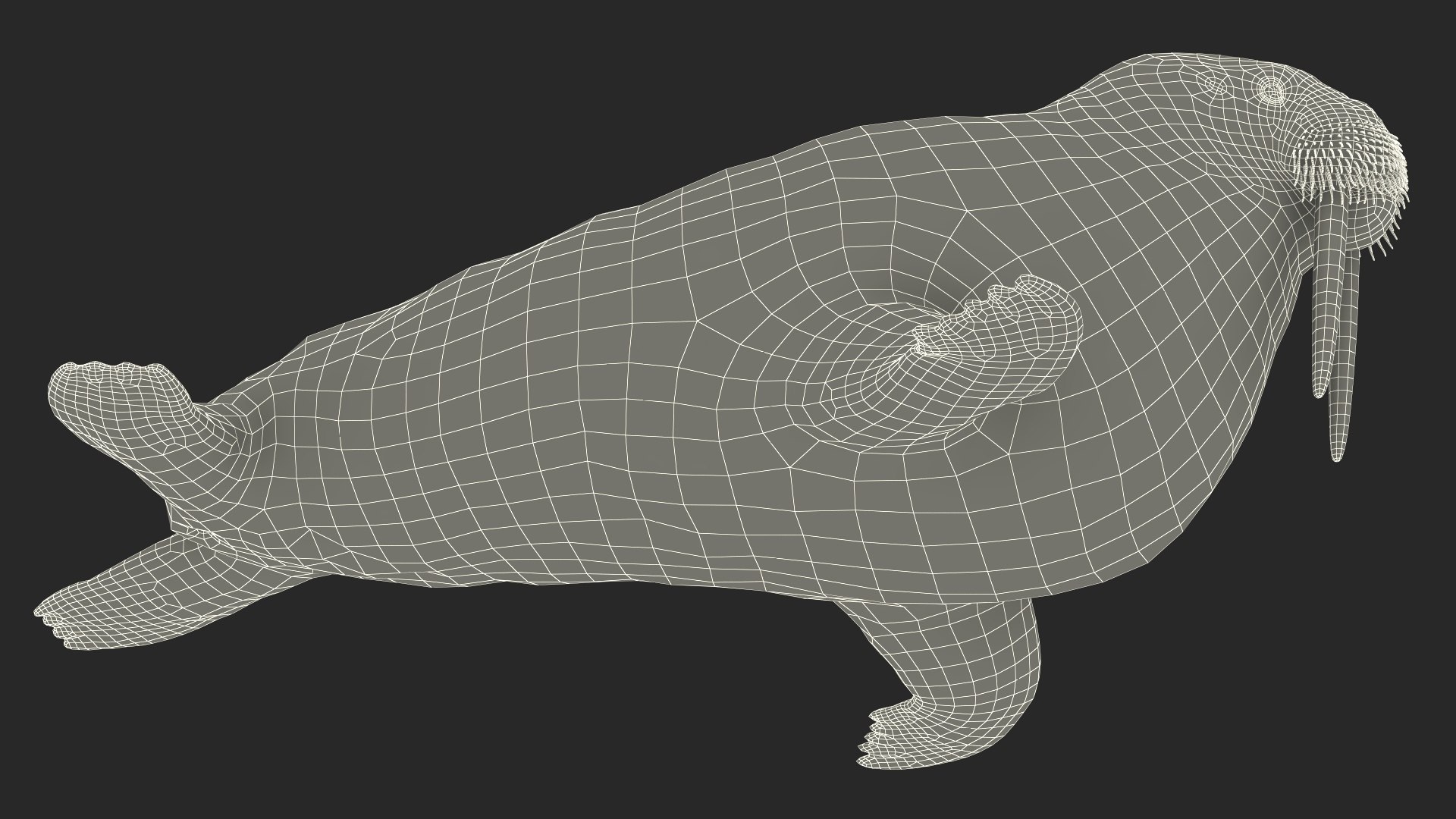 3D Walking Old Walrus model https://p.turbosquid.com/ts-thumb/Kc/NEyqoX/ki/walking_old_walrus_022/jpg/1746144115/1920x1080/fit_q87/80aa61671be8c9188359302a978aa79b6bf136e2/walking_old_walrus_022.jpg