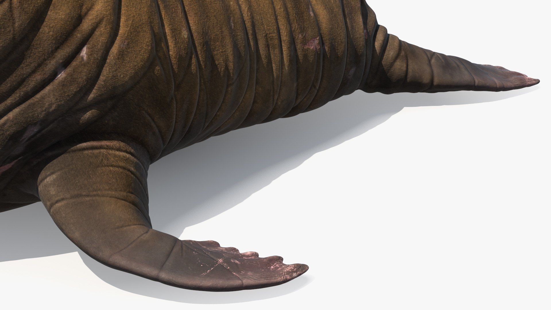 3D Walking Old Walrus model https://p.turbosquid.com/ts-thumb/Kc/NEyqoX/oi/walking_old_walrus_011/jpg/1746144090/1920x1080/fit_q87/b668fda9c740ed1dc134053939caa2ef5a42f133/walking_old_walrus_011.jpg