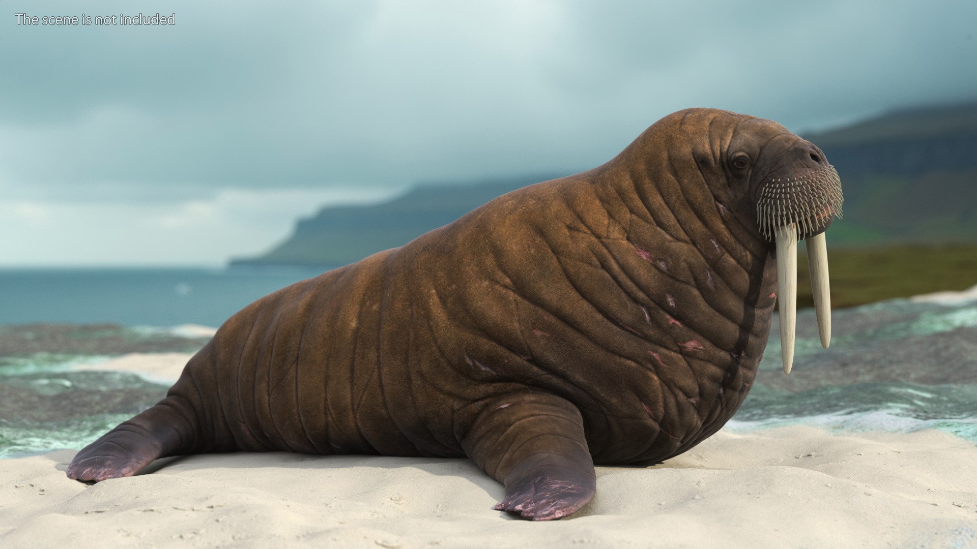 3D Walking Old Walrus model https://p.turbosquid.com/ts-thumb/Kc/NEyqoX/ua/walking_old_walrus_003/jpg/1746144071/1920x1080/fit_q87/38afc508067c1b889f777a20af834caf3511576c/walking_old_walrus_003.jpg