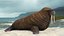 Walking Old Walrus