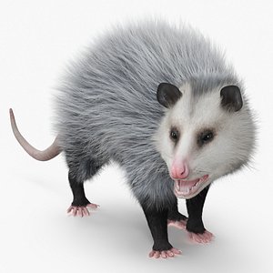 Opossum Fur Rigged