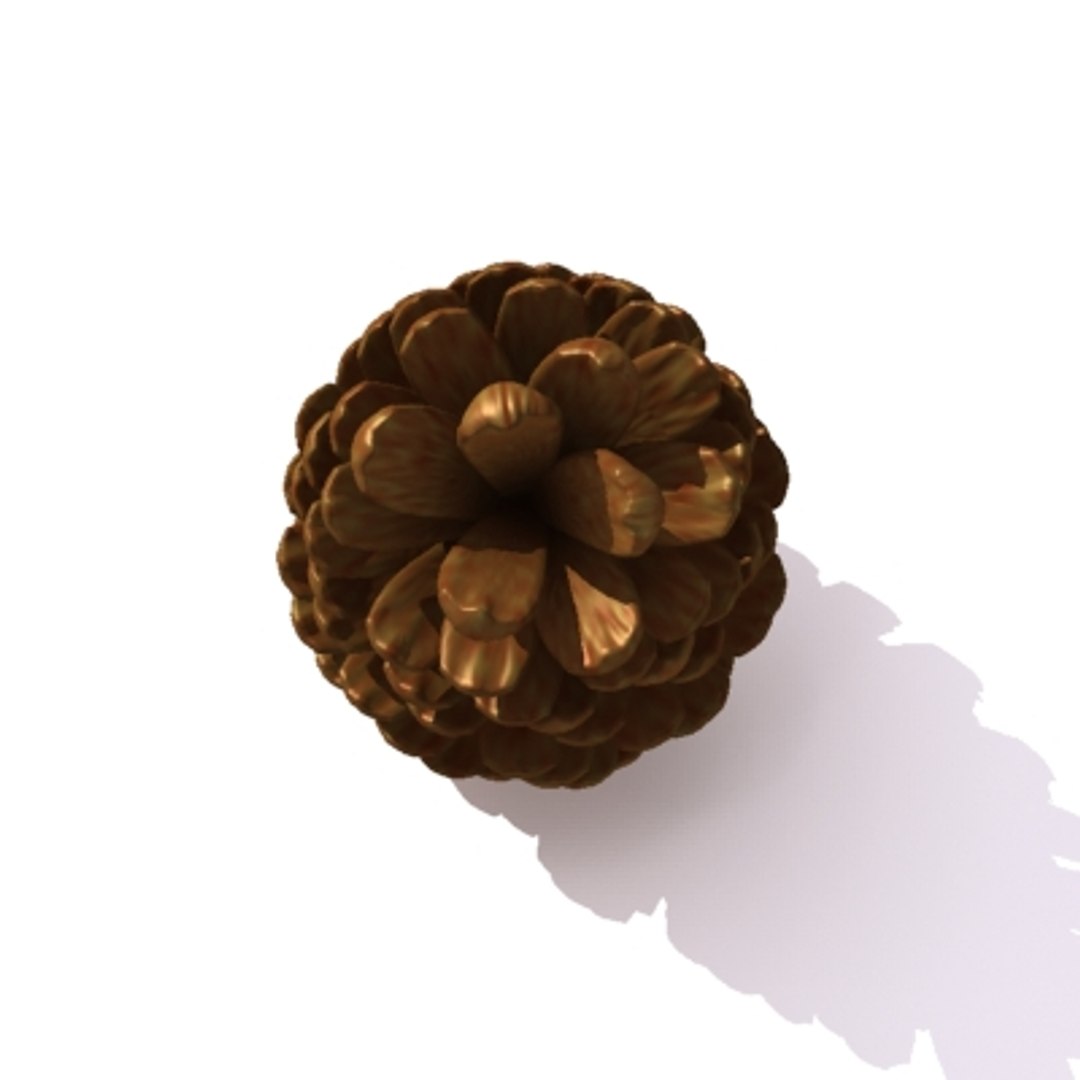 pine cone pinecone 3d model https://p.turbosquid.com/ts-thumb/Kc/uU5d5b/EcX2KGx6/pine_3/jpg/1215882898/1920x1080/fit_q87/9faa0836bd6e51fa7dfb8ff703a51df4be7afc71/pine_3.jpg