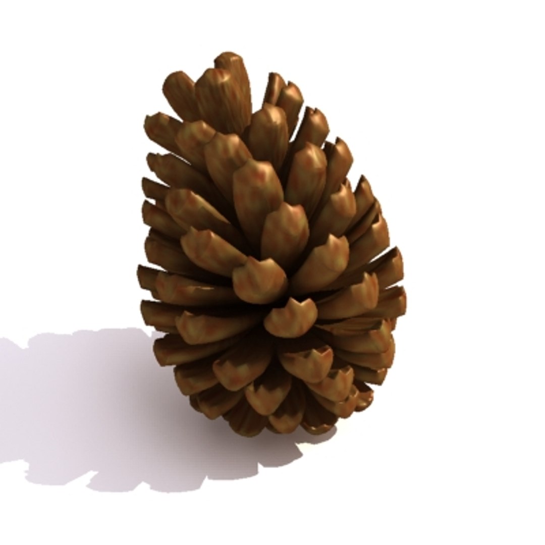 Pine Cone Pinecone 3d Model