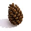 Pinecone