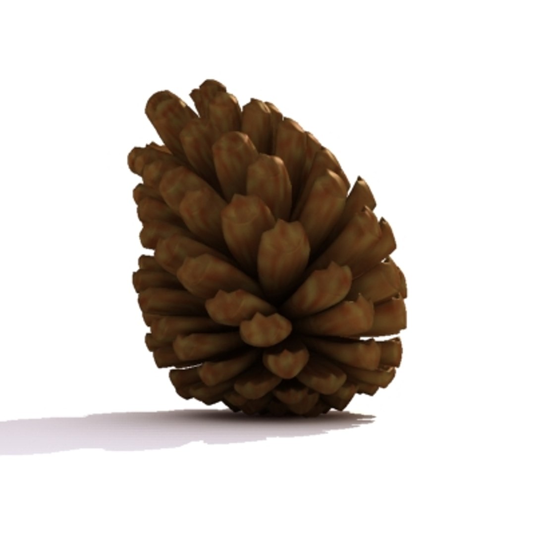pine cone pinecone 3d model https://p.turbosquid.com/ts-thumb/Kc/uU5d5b/GTm2kabq/pine_2/jpg/1215882895/1920x1080/fit_q87/829fe10915d28dfd78c84197b72c9d18c81f71d1/pine_2.jpg