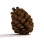 Pinecone