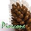 Pinecone