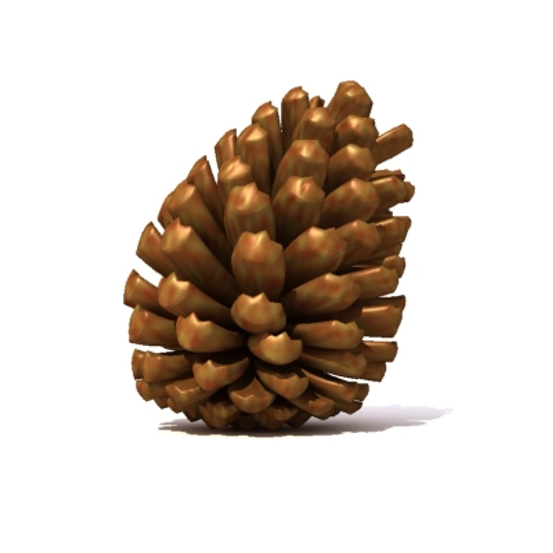 pine cone pinecone 3d model https://p.turbosquid.com/ts-thumb/Kc/uU5d5b/PBXhaKGC/pine_5/jpg/1215882903/1920x1080/fit_q87/25310a9f38629e86d1357fd7fe86bafe76d2f3ae/pine_5.jpg