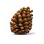 Pinecone