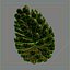 Pinecone