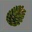 Pinecone