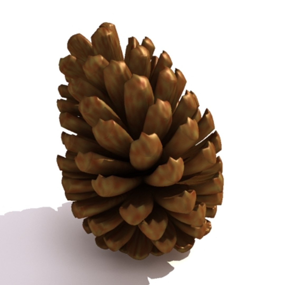 pine cone pinecone 3d model https://p.turbosquid.com/ts-thumb/Kc/uU5d5b/tz82PEJb/pine_10/jpg/1215882892/1920x1080/fit_q87/d009b884329cf3d3adb33281a26050f2d9945864/pine_10.jpg