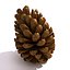 Pinecone