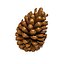 Pinecone