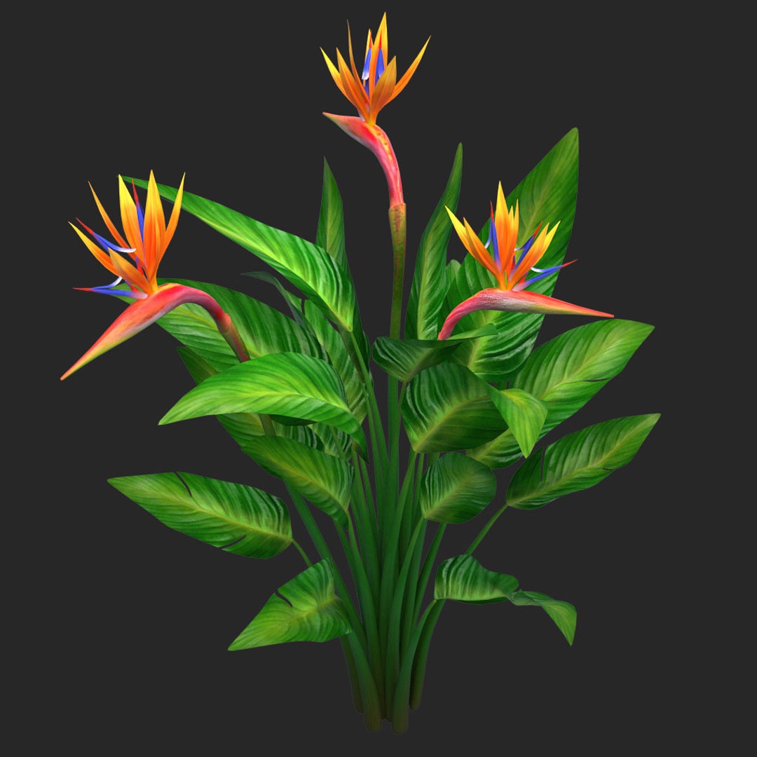 bird paradise model https://p.turbosquid.com/ts-thumb/Kd/2KMaZF/0rbDSfIN/09/jpg/1524500624/1920x1080/fit_q87/094752d3825e3d53cf6c090f9d5fbf15f11d9a30/09.jpg