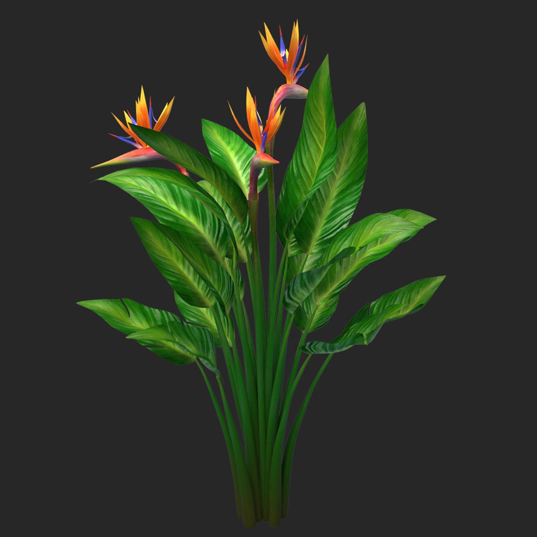 bird paradise model https://p.turbosquid.com/ts-thumb/Kd/2KMaZF/AnYtEANf/08/jpg/1524500624/1920x1080/fit_q87/a5e167bf46120a0b9586b0c7ca9f06f592accf48/08.jpg