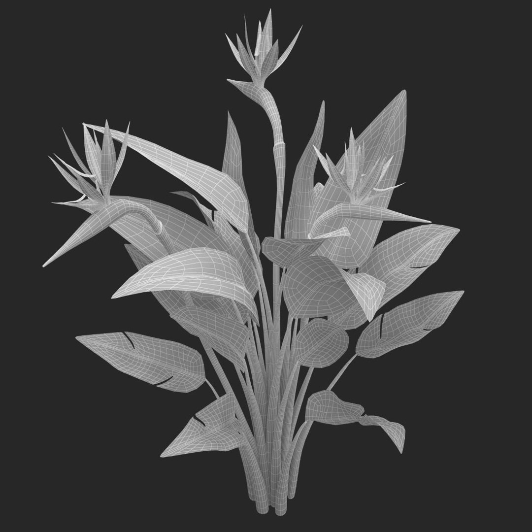 bird paradise model https://p.turbosquid.com/ts-thumb/Kd/2KMaZF/FQlH28cj/014/jpg/1524500624/1920x1080/fit_q87/ea94d1c51bb0a41f1c3ddc2c11ff0affe13a1a01/014.jpg