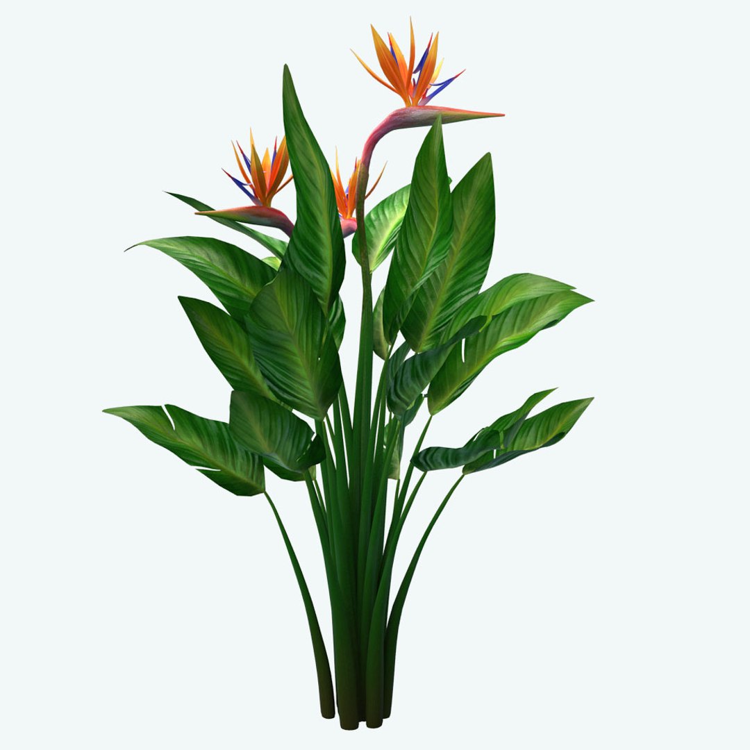 bird paradise model https://p.turbosquid.com/ts-thumb/Kd/2KMaZF/IajJjcbV/06/jpg/1524500624/1920x1080/fit_q87/97a7d14f59b416a4dbd8ea1a6c0e086f57362c53/06.jpg