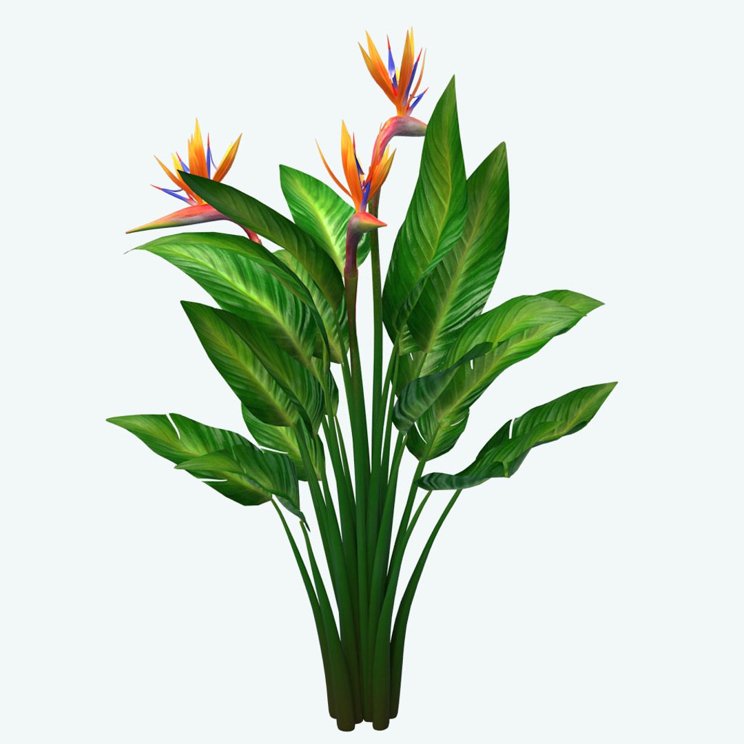 bird paradise model https://p.turbosquid.com/ts-thumb/Kd/2KMaZF/JRMkV91G/04/jpg/1524500624/1920x1080/fit_q87/6fc0d1be4d12247a3499472a849a93f87e01697b/04.jpg