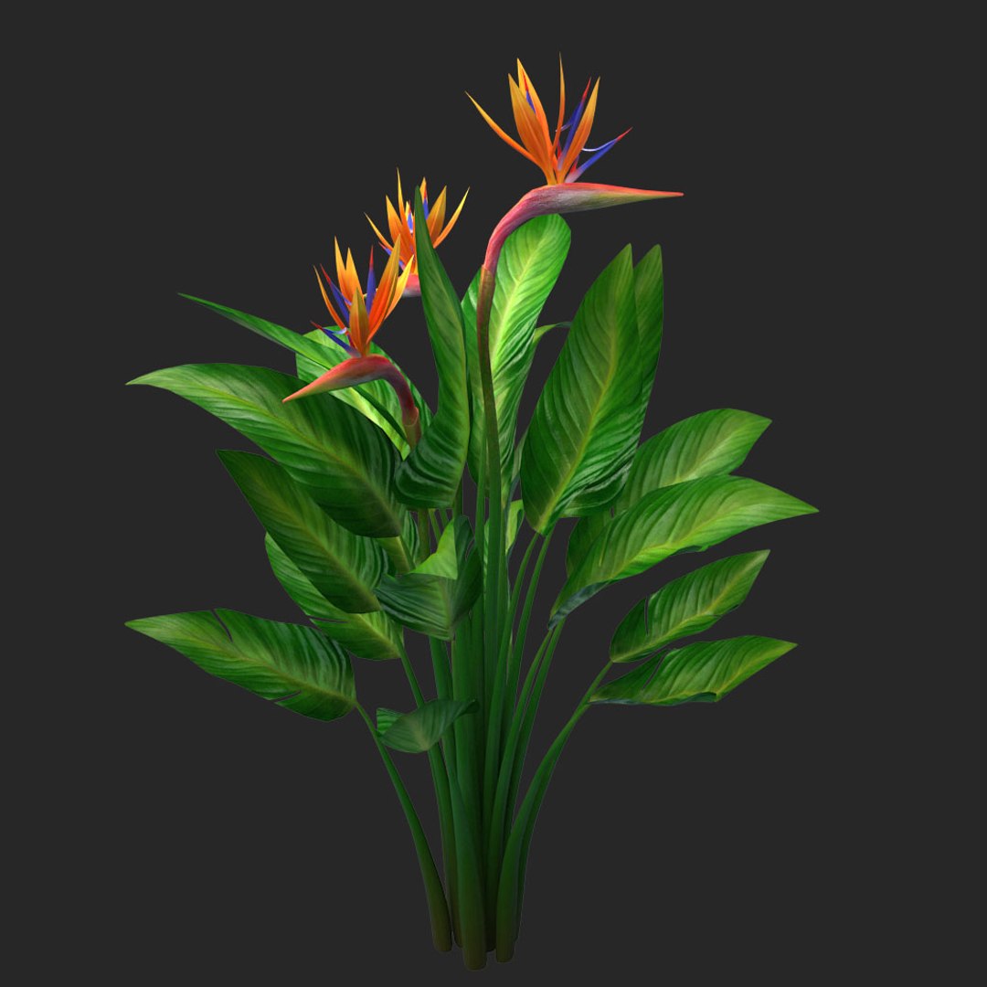 bird paradise model https://p.turbosquid.com/ts-thumb/Kd/2KMaZF/LDoBY5jQ/012/jpg/1524500624/1920x1080/fit_q87/51d106d1f77fdca20b4dfc6c3735fabb75e668be/012.jpg