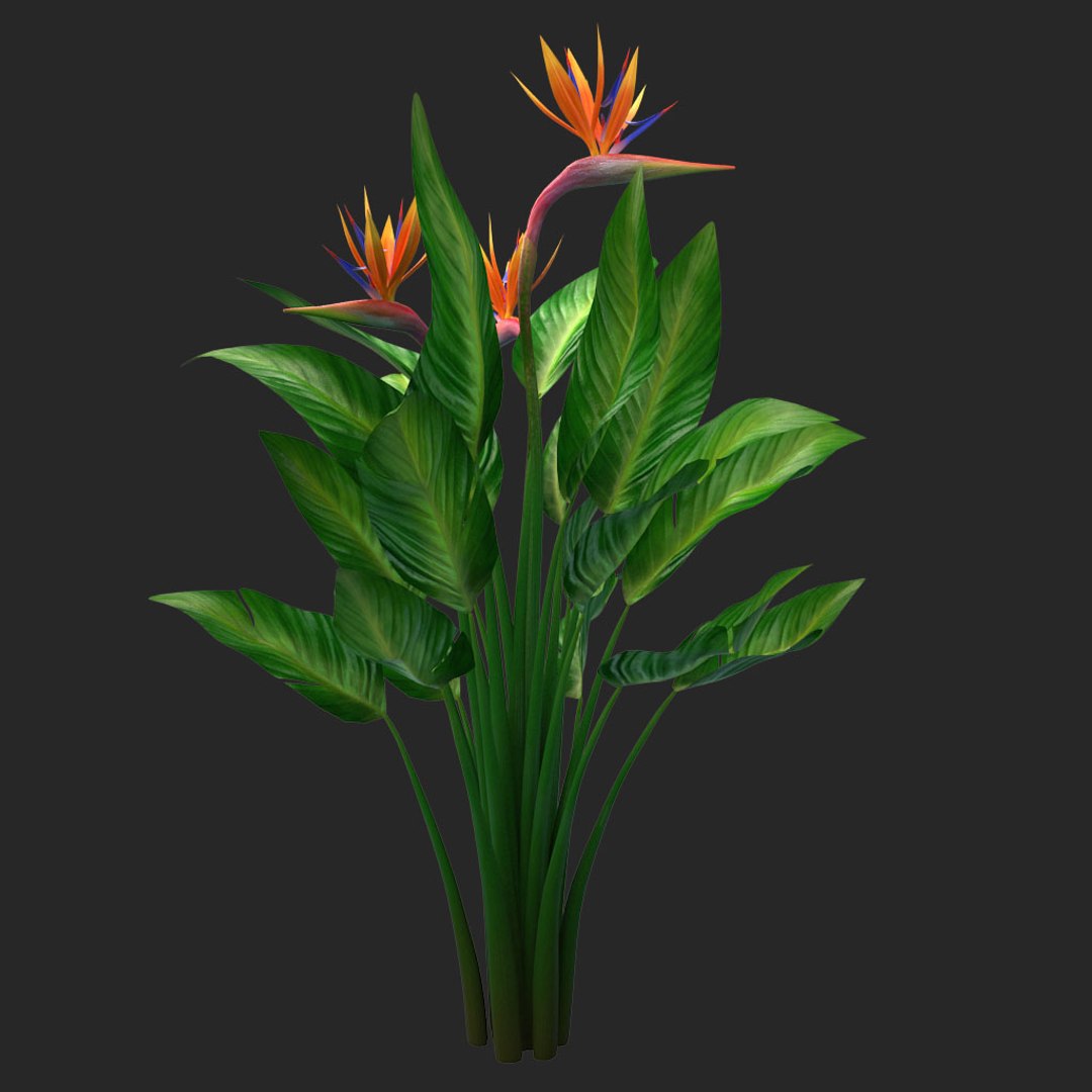 bird paradise model https://p.turbosquid.com/ts-thumb/Kd/2KMaZF/YFnTTrS5/011/jpg/1524500624/1920x1080/fit_q87/5ba95d29ef4d13fcf6c8754a47790202970bb1b9/011.jpg