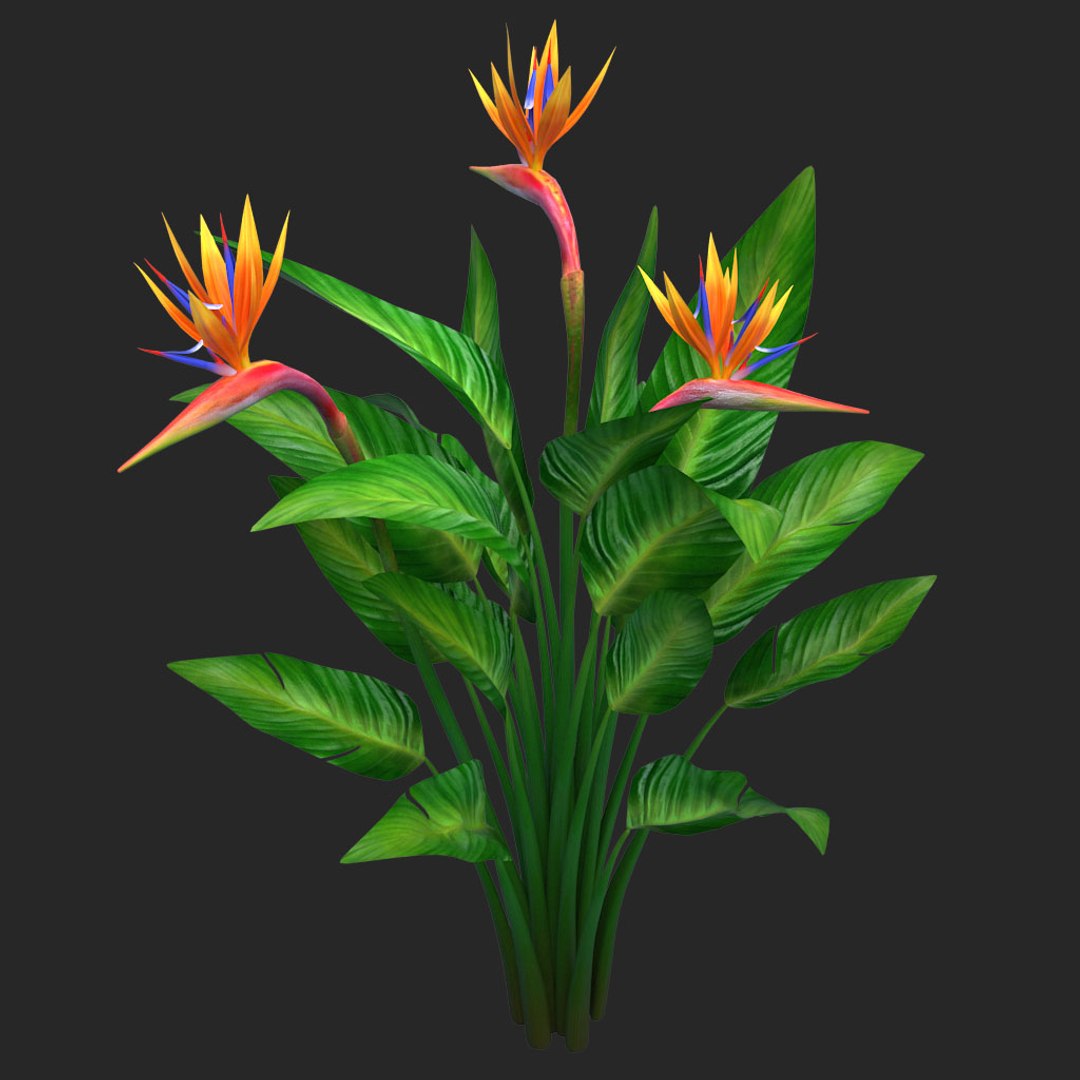 bird paradise model https://p.turbosquid.com/ts-thumb/Kd/2KMaZF/ayhtQ9iJ/07/jpg/1524500624/1920x1080/fit_q87/3f6447ec8ee5b1a6cc67384f836f9bc95ae68300/07.jpg