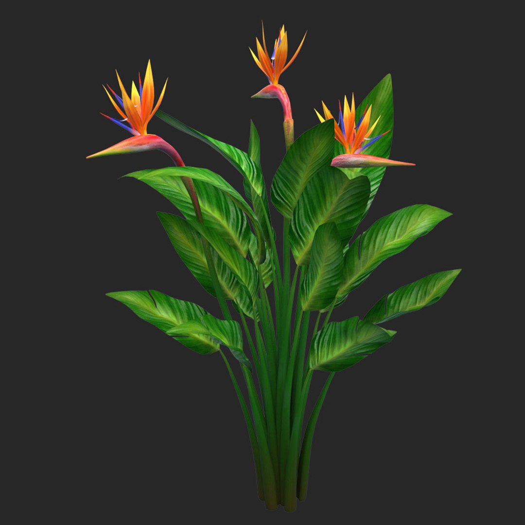 bird paradise model https://p.turbosquid.com/ts-thumb/Kd/2KMaZF/lsURJq0P/010/jpg/1524500624/1920x1080/fit_q87/181c0691eec36ce5cd36d116c0c3fd9512e03042/010.jpg