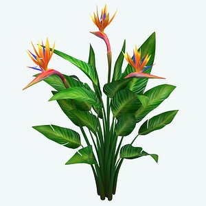 bird of paradise