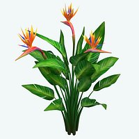 bird of paradise