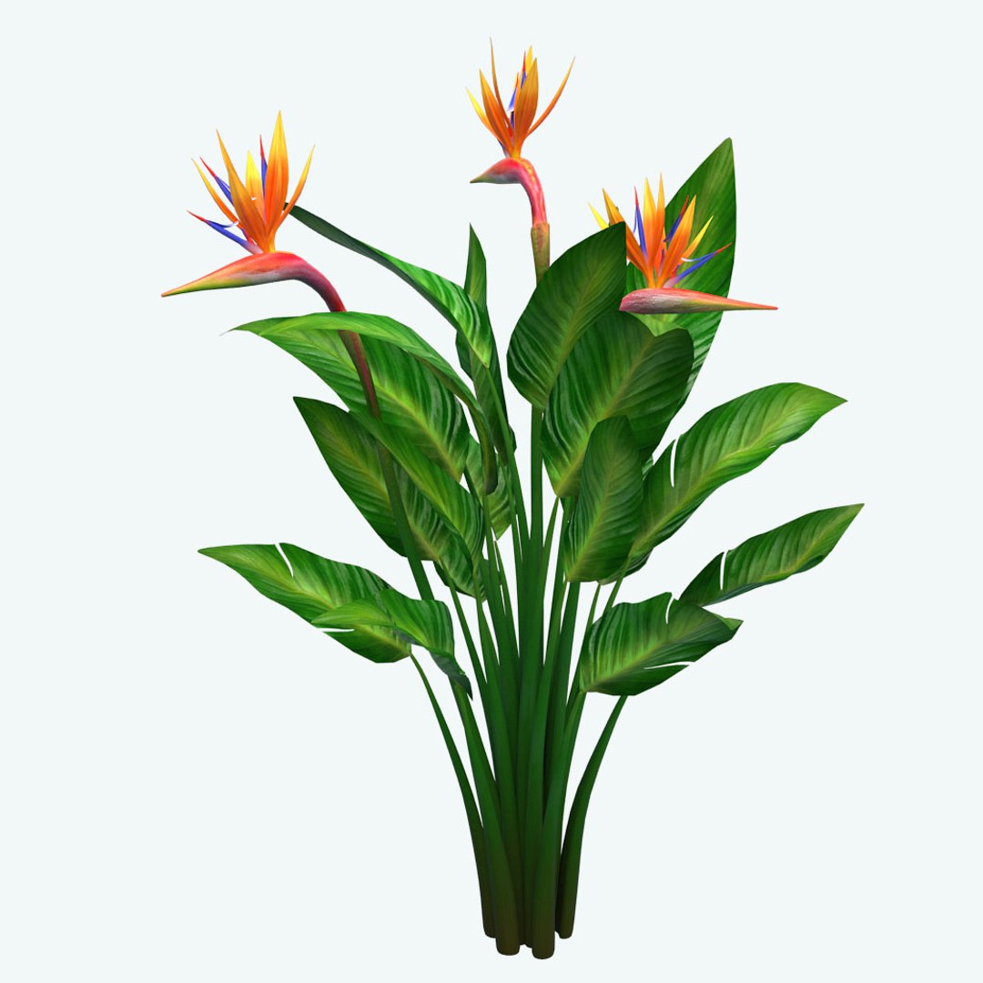 bird paradise model https://p.turbosquid.com/ts-thumb/Kd/2KMaZF/x24P4ISU/05/jpg/1524500624/1920x1080/fit_q87/56731380f788ee15241d36e13be5659646cedd2a/05.jpg