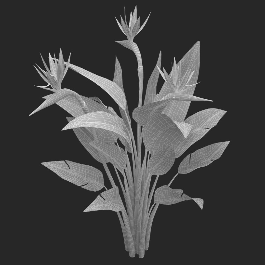 bird paradise model https://p.turbosquid.com/ts-thumb/Kd/2KMaZF/yYn8mHih/013/jpg/1524500624/1920x1080/fit_q87/f9f28de4d382ea31a13fae525f87afb5b5adecbc/013.jpg