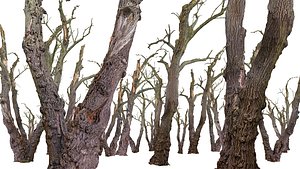 Old Forest 2 ULTRA HD