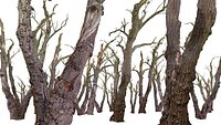Old Forest 2 ULTRA HD