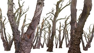 Old Forest 2 ULTRA HD
