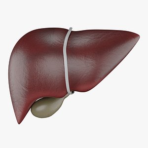 Human Liver 3D Model  - Realistic Human Liver Anatomy 3D model