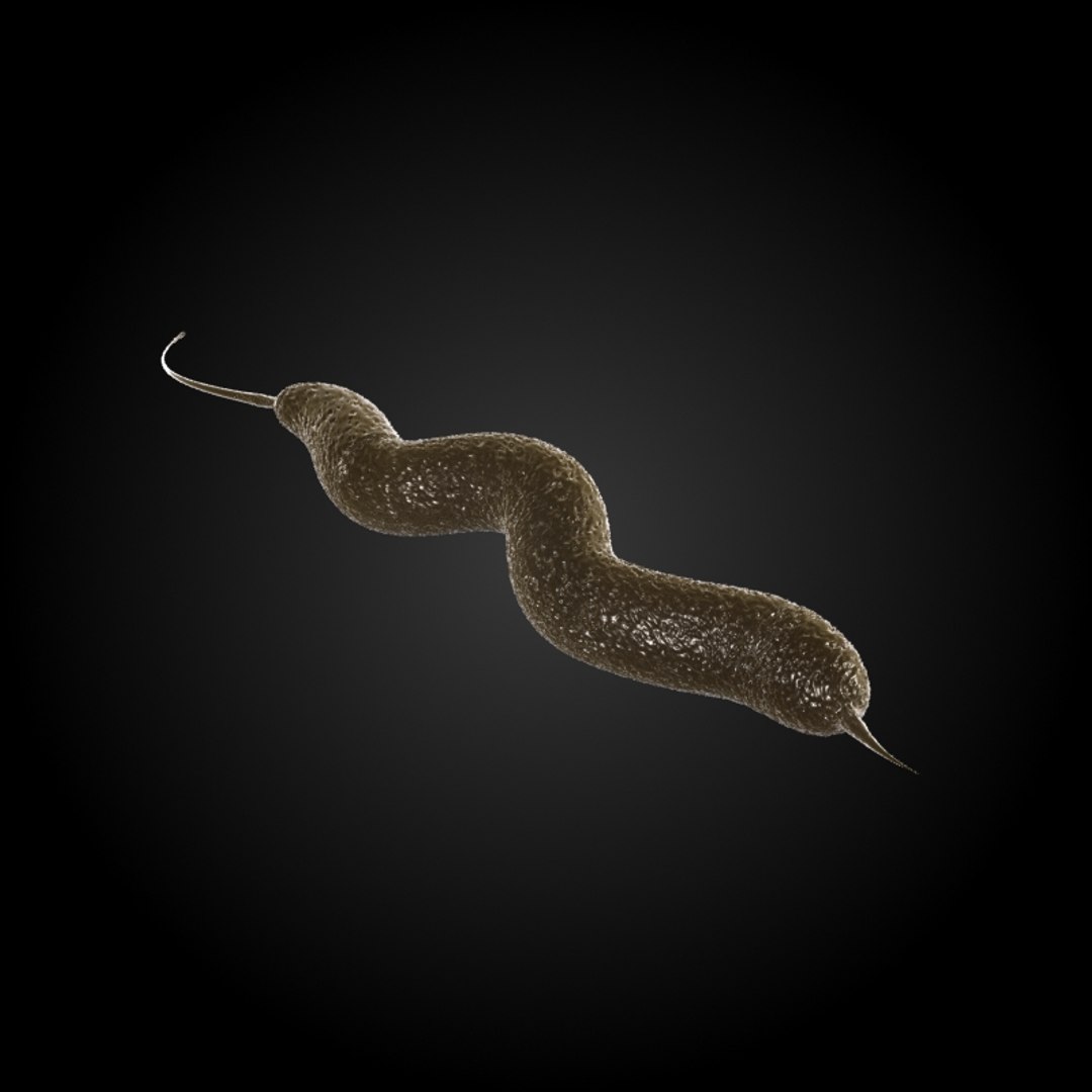 3d microbes micro organisms model